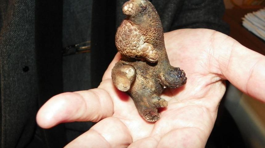 B&ouml;breğinden At Nalı Tabir Edilen Taş &Ccedil;ıktı