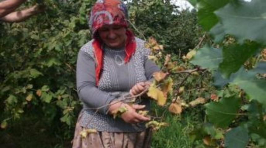 Fındık &Uuml;reticisine Destek var
