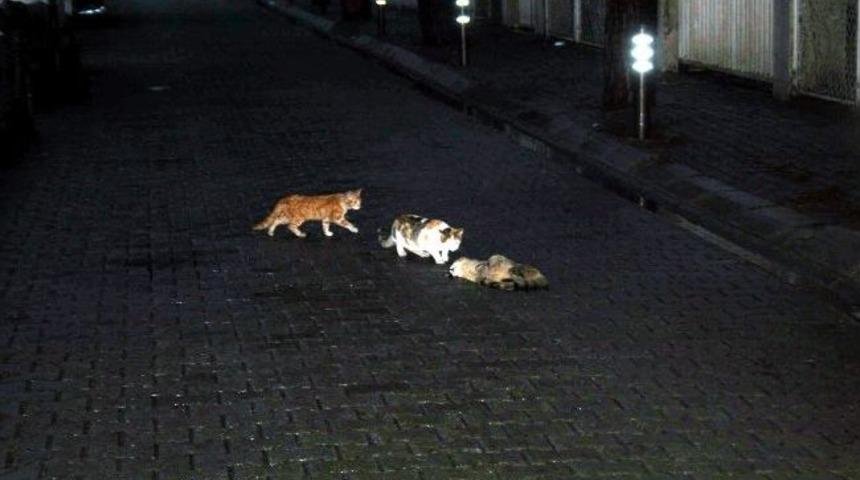 Kedinin Vefası G&ouml;renleri Duygulandırdı