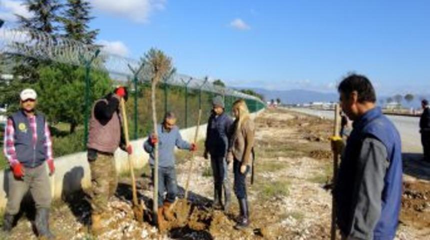 Yeşil Bursa'da Yolların Kenarı Da Yeşilleniyor