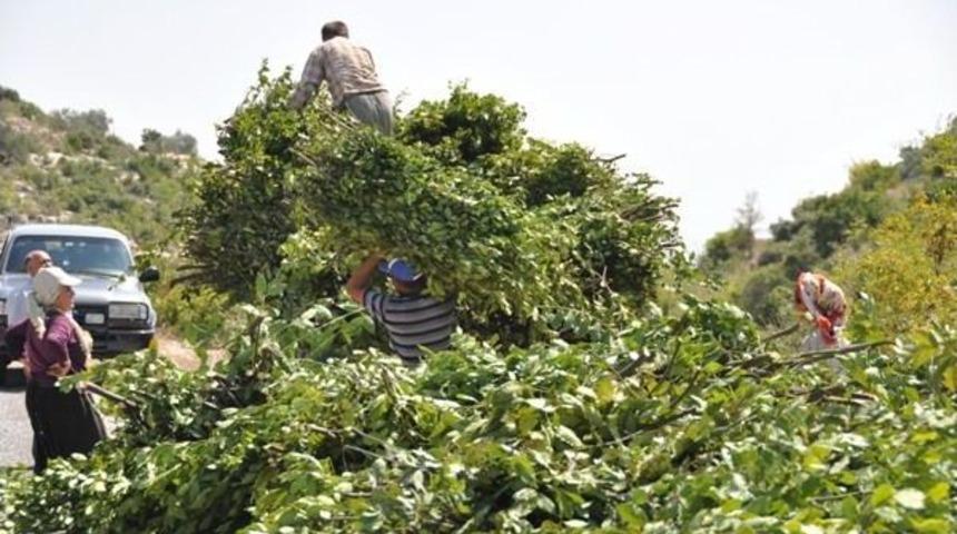 Mersin Orman B&ouml;lge M&uuml;d&uuml;rl&uuml;ğ&uuml; 2012 Yılını Kar İle Kapattı