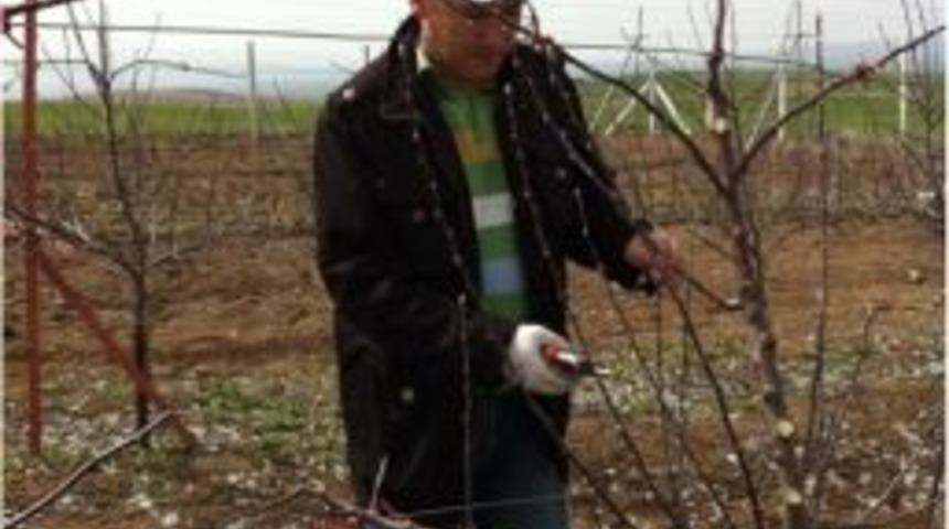 Balışeyh İl&ccedil;esi Tam Bodur Elma &Uuml;retimi Merkezi Olacak