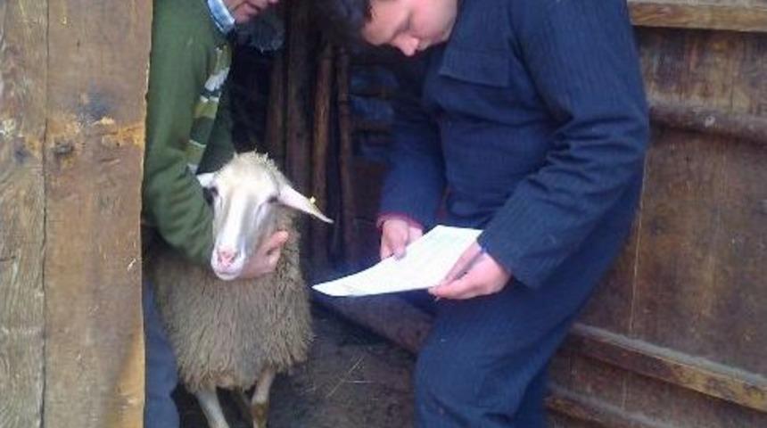 Hisarcık&rsquo;ta Ana&ccedil; Koyun Ve Ke&ccedil;i Tespitleri Yapılıyor