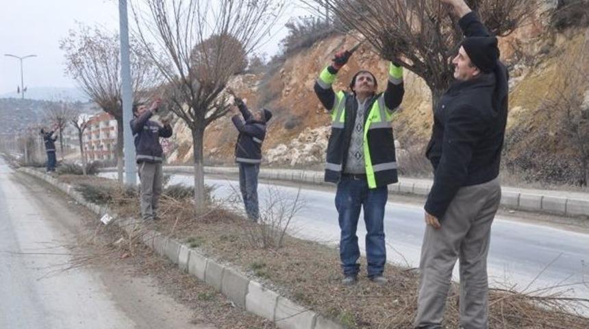 Eskipazar&rsquo;da Ağa&ccedil;lar Budanıyor