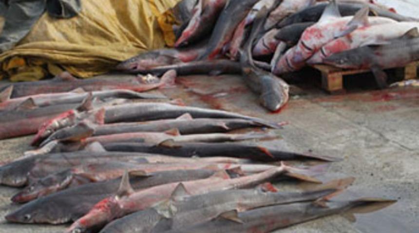 Balık&ccedil;ıların ağına 100 k&ouml;pekbalığı takıldı