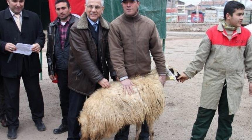 Aksaray'da &Ccedil;ift&ccedil;ilere K&uuml;&ccedil;&uuml;kbaş Hayvan Dağıtımı