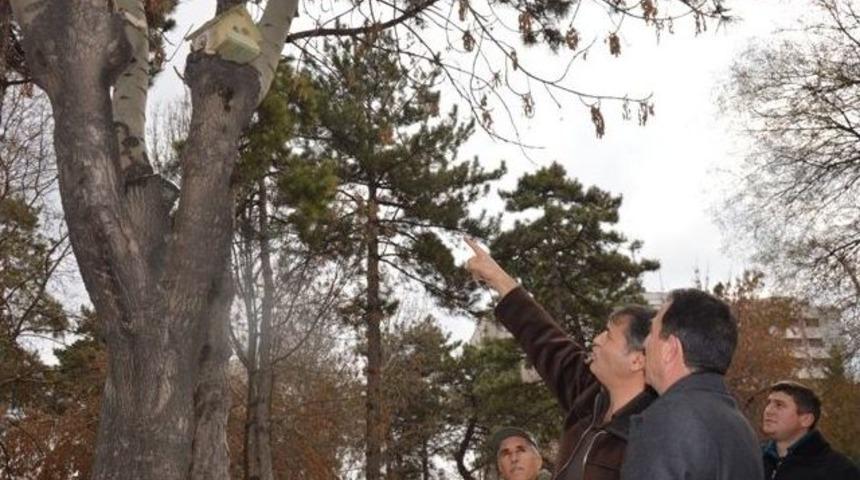 Kocasinan Belediyesinden Kuşlara Yuva Şefkati