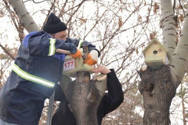 Kocasinan Belediyesinden Kuşlara Yuva Şefkati