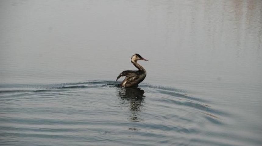 T&uuml;rkoğlu Sulak Alanların &Ouml;nemine Dikkat &Ccedil;ekti