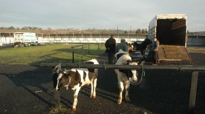 Testereci: &Ccedil;orlu Hayvan Pazarının İşlevi Azalıyor