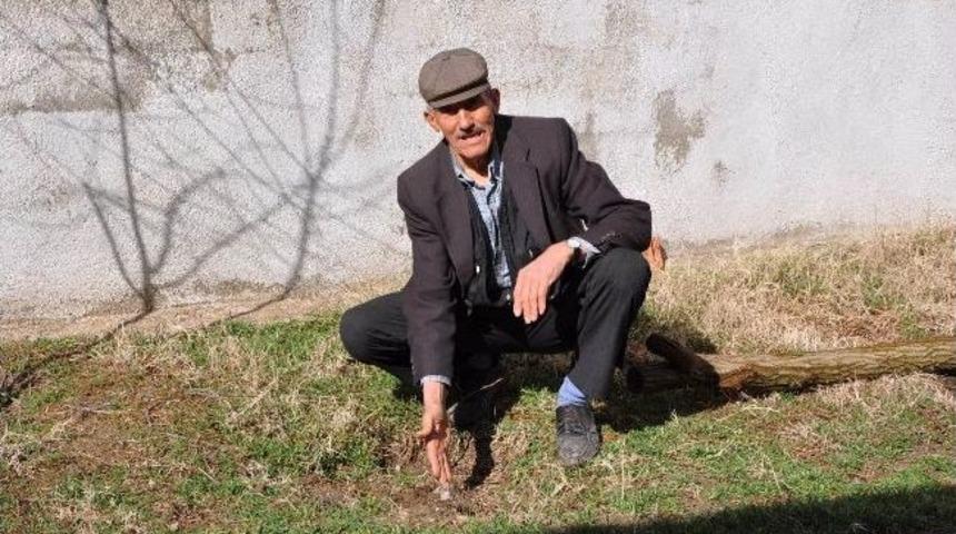 "3 Ağa&ccedil; İ&ccedil;in İzin Aldılar, 19 Ağacı Kestiler"