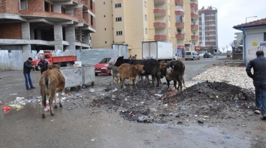 Belediye Ekipleri Başıboş Gezen Hayvanları Toplamaya Devam Ediyor