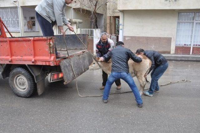 Belediye Ekipleri Başıboş Gezen Hayvanları Toplamaya Devam Ediyor 1
