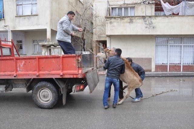 Belediye Ekipleri Başıboş Gezen Hayvanları Toplamaya Devam Ediyor 2