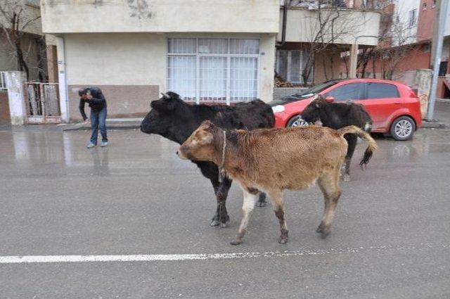 Belediye Ekipleri Başıboş Gezen Hayvanları Toplamaya Devam Ediyor 3
