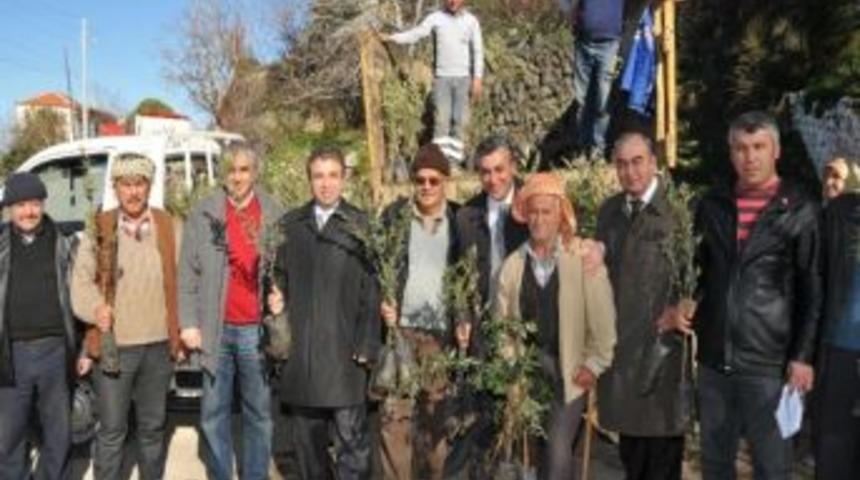 Payamlı K&ouml;y&uuml;nde Yanan Ağa&ccedil;ların Yerine Yeni Fidanlar Dağıtıldı