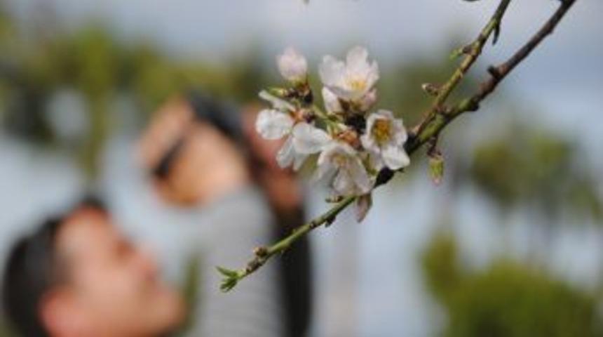 Side'de Badem Ağa&ccedil;ları &Ccedil;i&ccedil;ek A&ccedil;tı