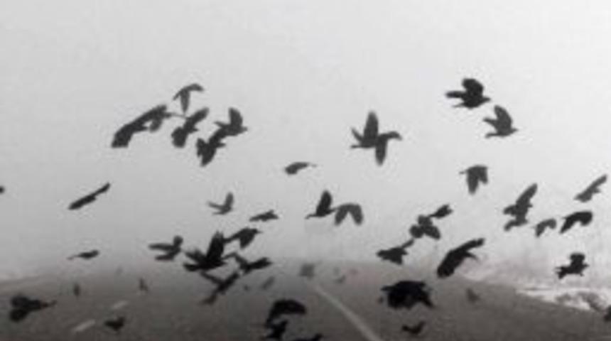 Aç Kalan Kargalar Yolda Can Veriyor