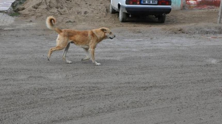 Başıboş K&ouml;pekler Yerk&ouml;y'de Korku Salıyor