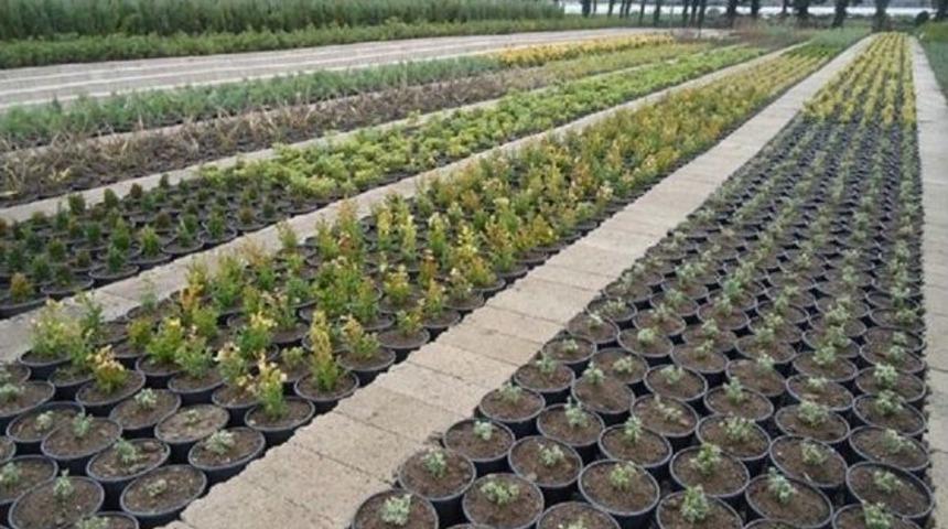 Hendek Fidanlık Şefliğinde Saksılı &Uuml;retimler Başladı