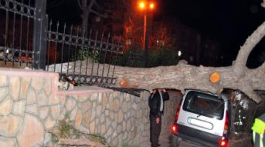 Manisa'da Şiddetli Lodos Dev Ağacı K&ouml;k&uuml;nden S&ouml;kt&uuml;