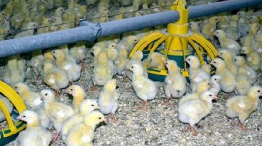 Tavuklara m&uuml;zik dinletiyor