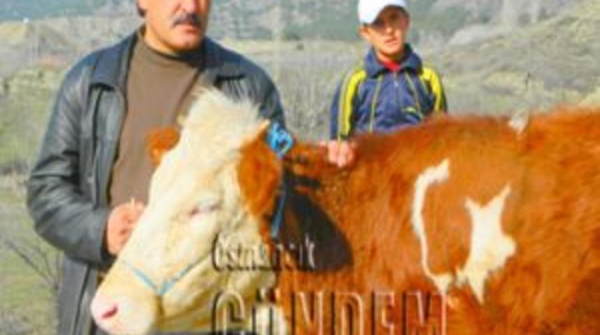 Osmancık' ta ay yıldızlı inek