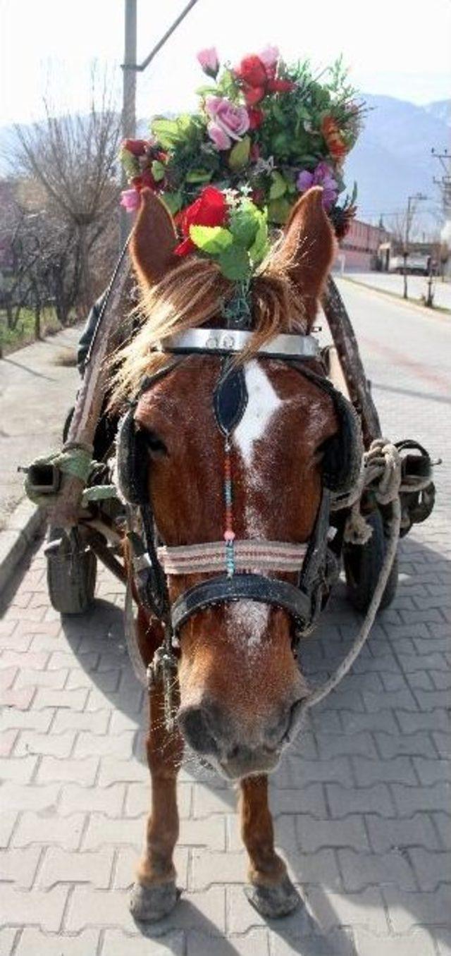 Atını Çiçeklerle Süsledi