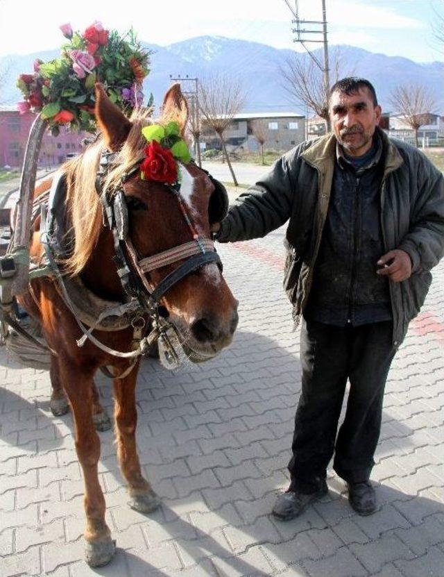 Atını Çiçeklerle Süsledi