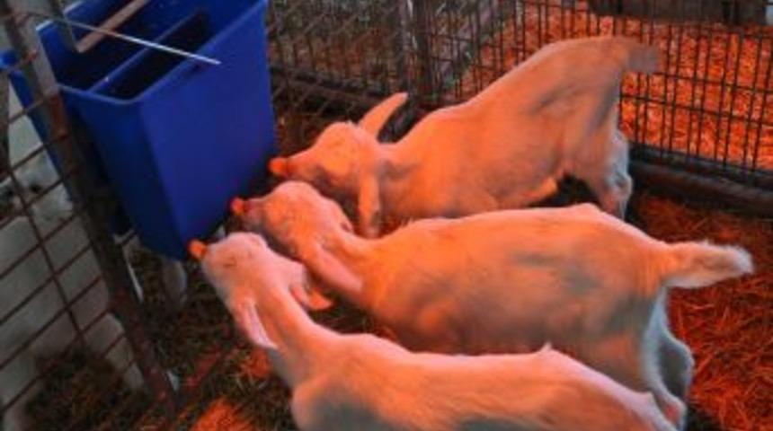 Ege Ziraat'te Ke&ccedil;iler Hem Mevsiminde Hem De Mevsim Dışı Doğuruyor