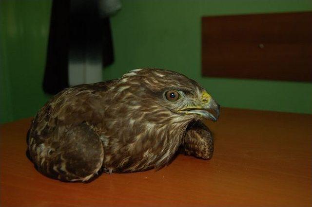 Balığa Niyet, Şahine Kısmet 1