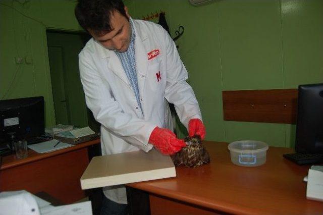 Balığa Niyet, Şahine Kısmet 2