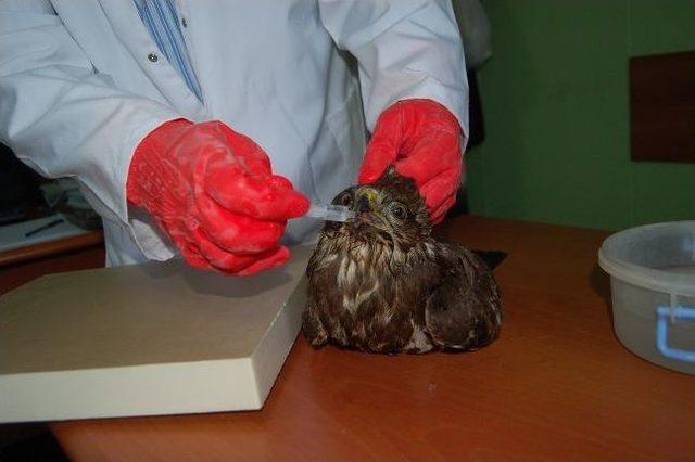 Balığa Niyet, Şahine Kısmet 3