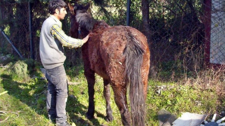 At, R&ouml;gar &Ccedil;ukuruna D&uuml;şt&uuml;