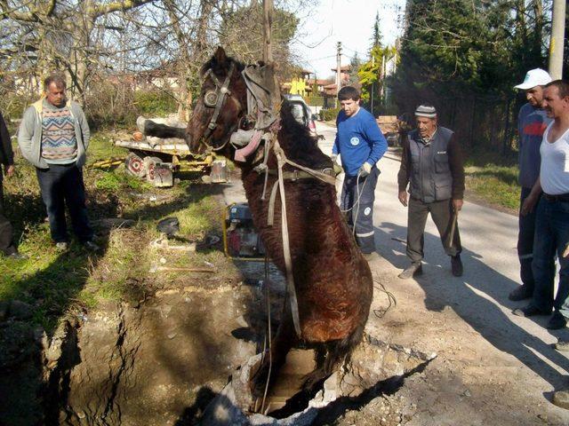 At, Rögar Çukuruna Düştü