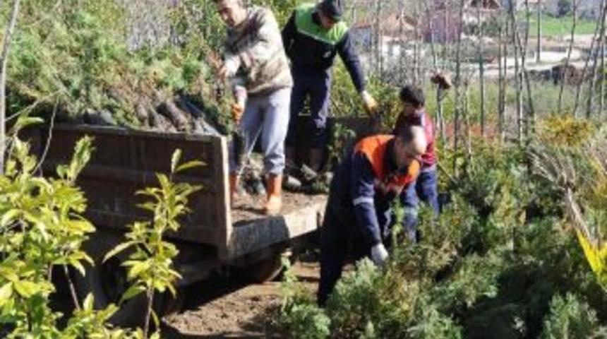 Başiskele'de Binlerce Fidan Toprakla Buluşacak