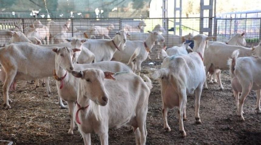 Rekortmen Ke&ccedil;ilerin Oğlak Sayısı Da Rekora Koşuyor