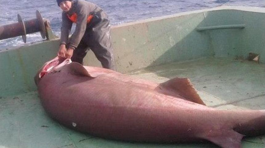 Saros K&ouml;rfezi&rsquo;nde Ağlara Devasa Bir K&ouml;pekbalığı Takıldı