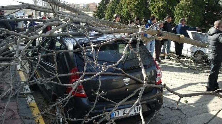 Biga'da Lodos Ağa&ccedil;ları Devirdi