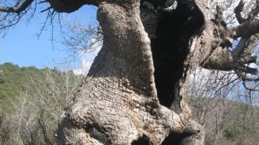 500 Yıllık Sakızlık Ağacı