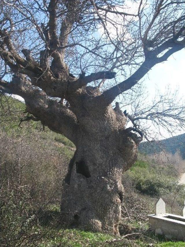 500 Yıllık Sakızlık Ağacı 1