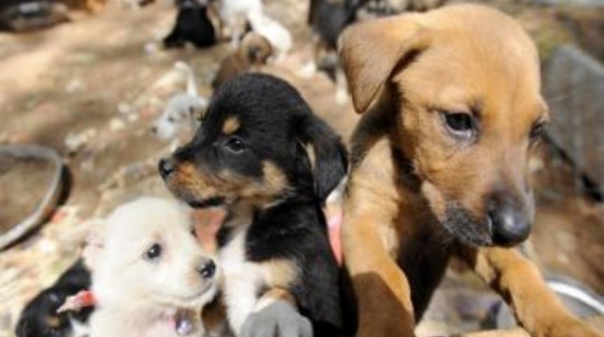 Sahipsiz Sokak Hayvanları İ&ccedil;in Grafiti Etkinliği