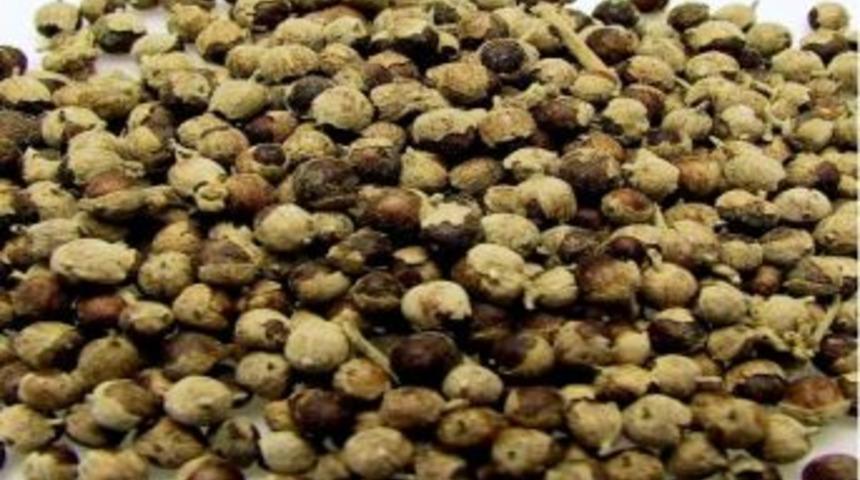 Adet Sancısının &Ccedil;aresi Hayıt Tohumunda