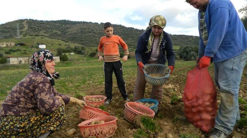 &Ouml;demiş'te Bu Yıl Patatesin Hasadıyla Yeni Sezon Ekimleri Aynı Anda Yapılıyor