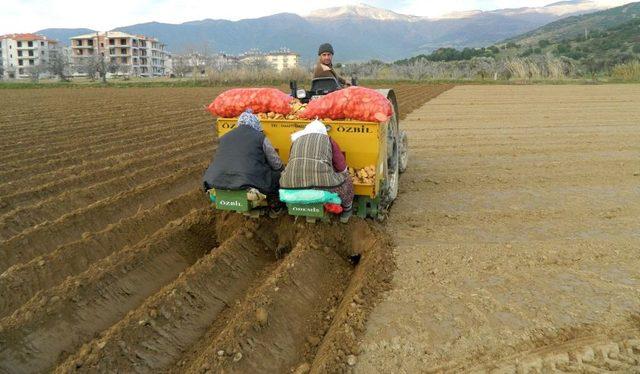 &Ouml;demiş te Bu Yıl Patatesin Hasadıyla Yeni Sezon Ekimleri Aynı Anda Yapılıyor 1
