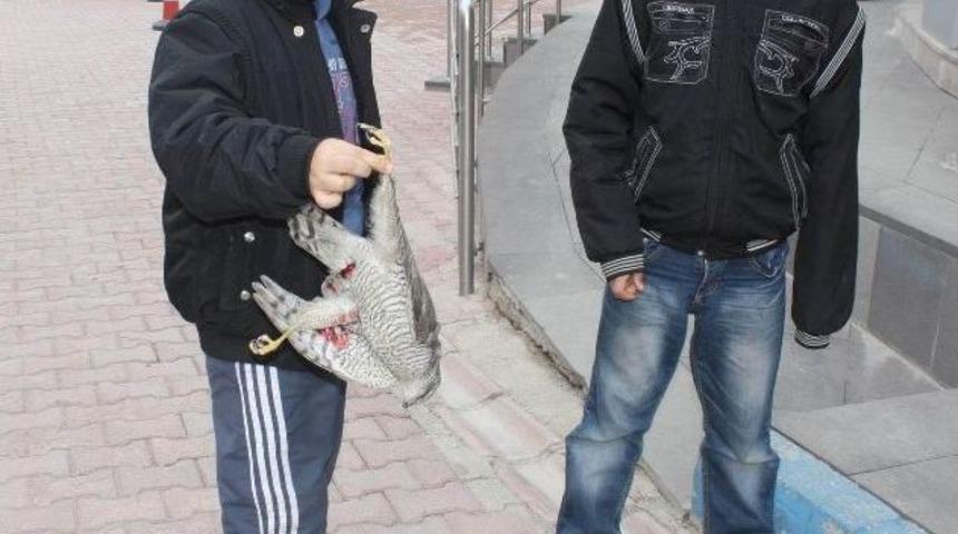 Avlanması Yasak Şahini Vurdular