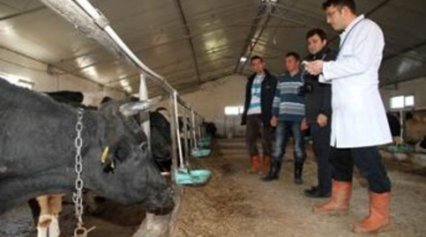 Ahır hayvanları kontrol altında