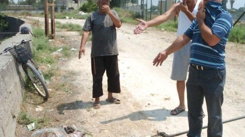 K&ouml;peklere Yedirilen Sakatatlar Hastalık Olarak Geri D&ouml;n&uuml;yor