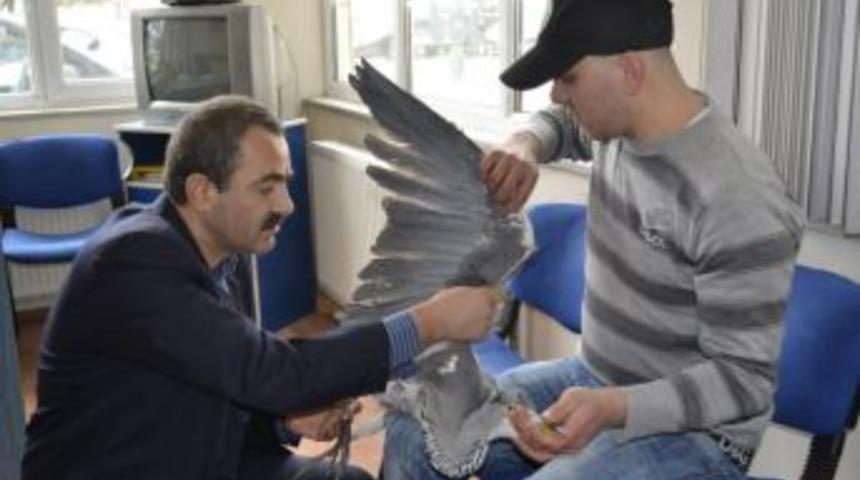 Yaralı balık&ccedil;ıl kuşunu tedavi ettirdi