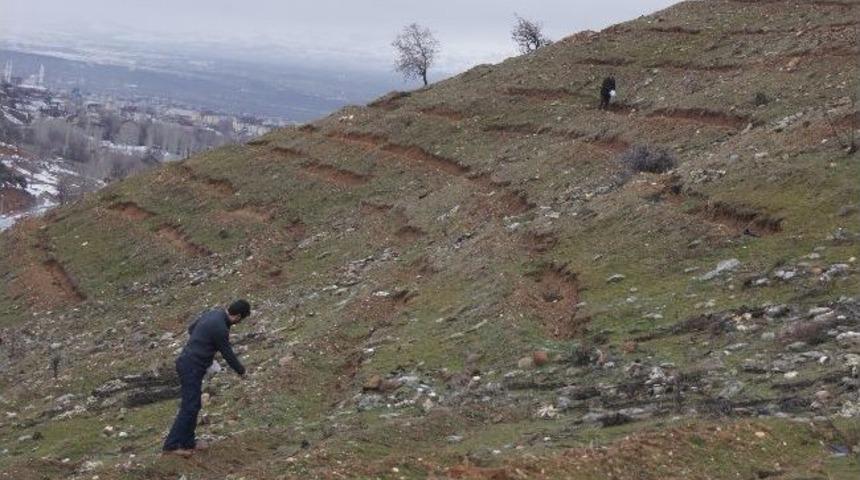 Bing&ouml;l&rsquo;de Onbinlerce Sedir Tohumu Toprakla Buluştu
